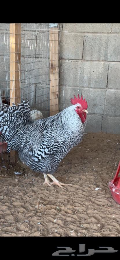Giant American roosters632807407422741124