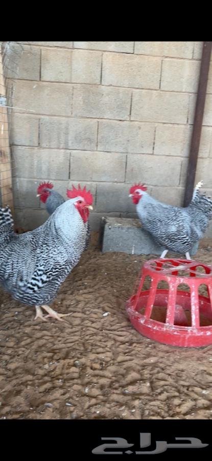 Giant American roosters63280740742274112