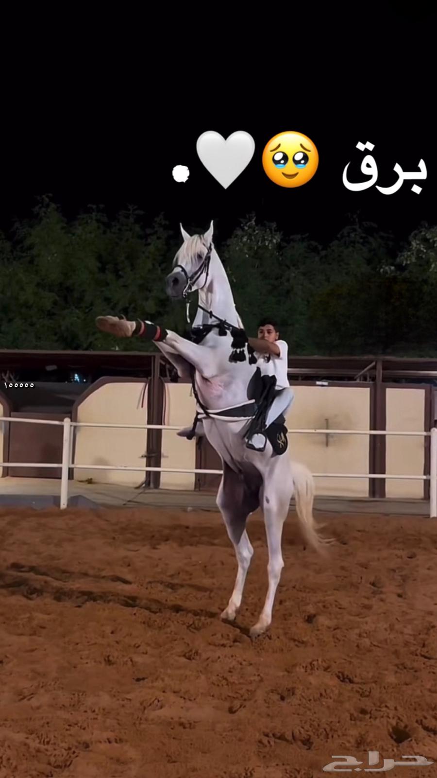 حصان شيخ للبيع63616942817665111