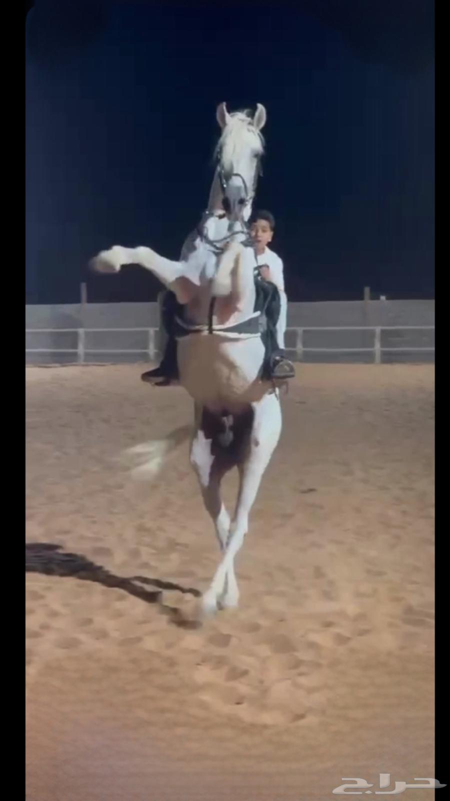 حصان شيخ للبيع63616942817665112