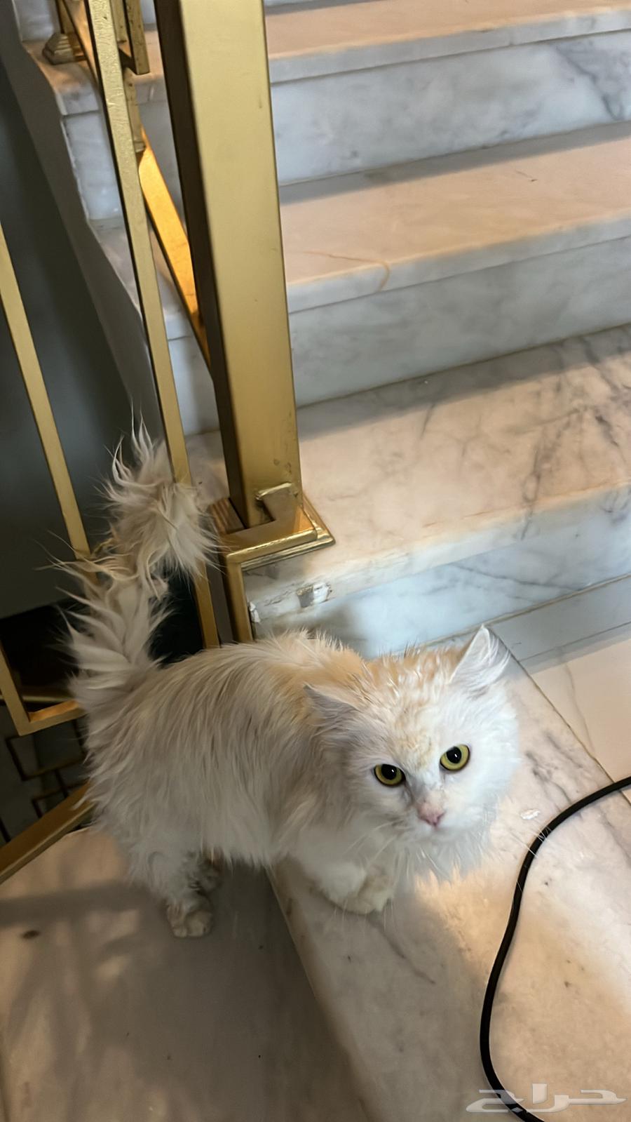 قطة للبيع بالسعر المناسب632774649896981123