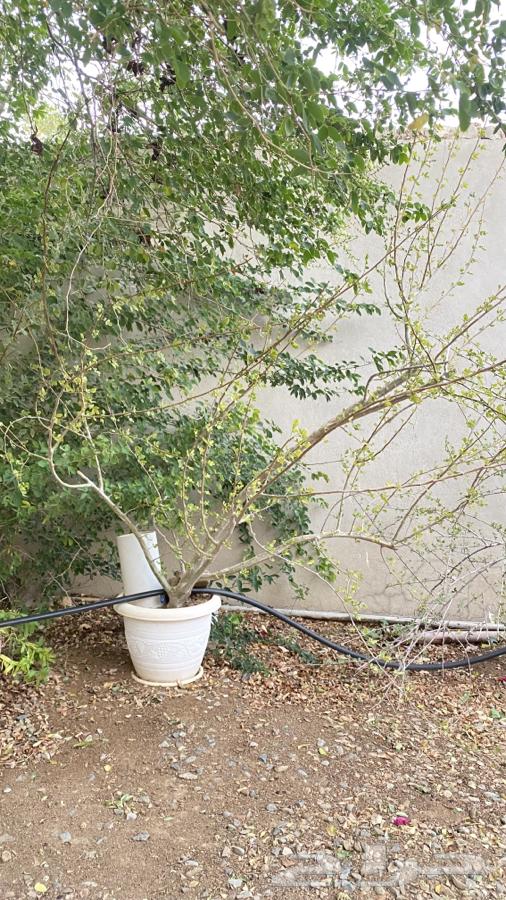 Busham seedlings630068677199391125