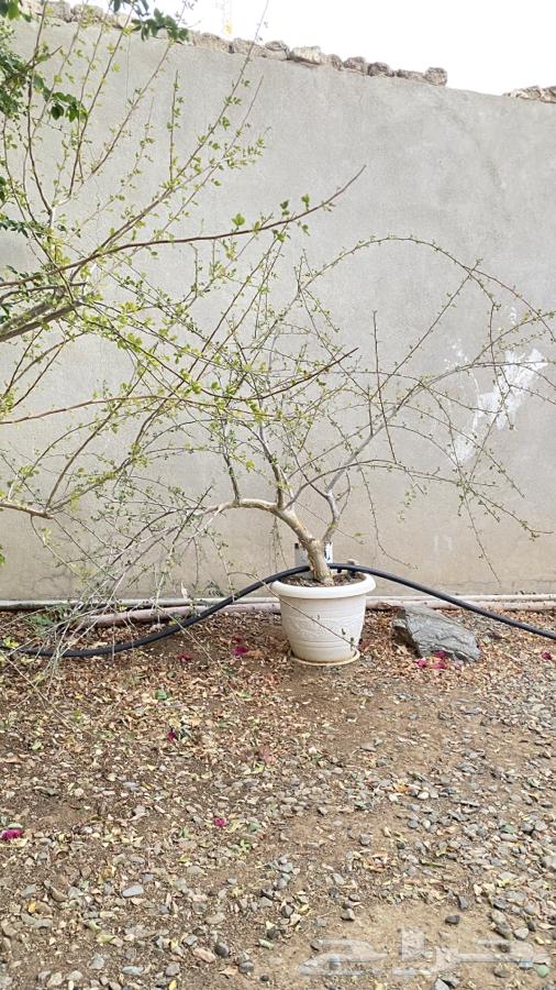 Busham seedlings63006867719939111