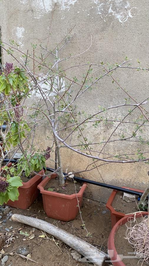 Busham seedlings63006867719939113