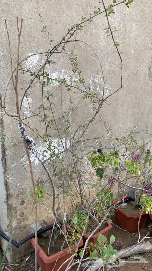 Busham seedlings63006867719939112