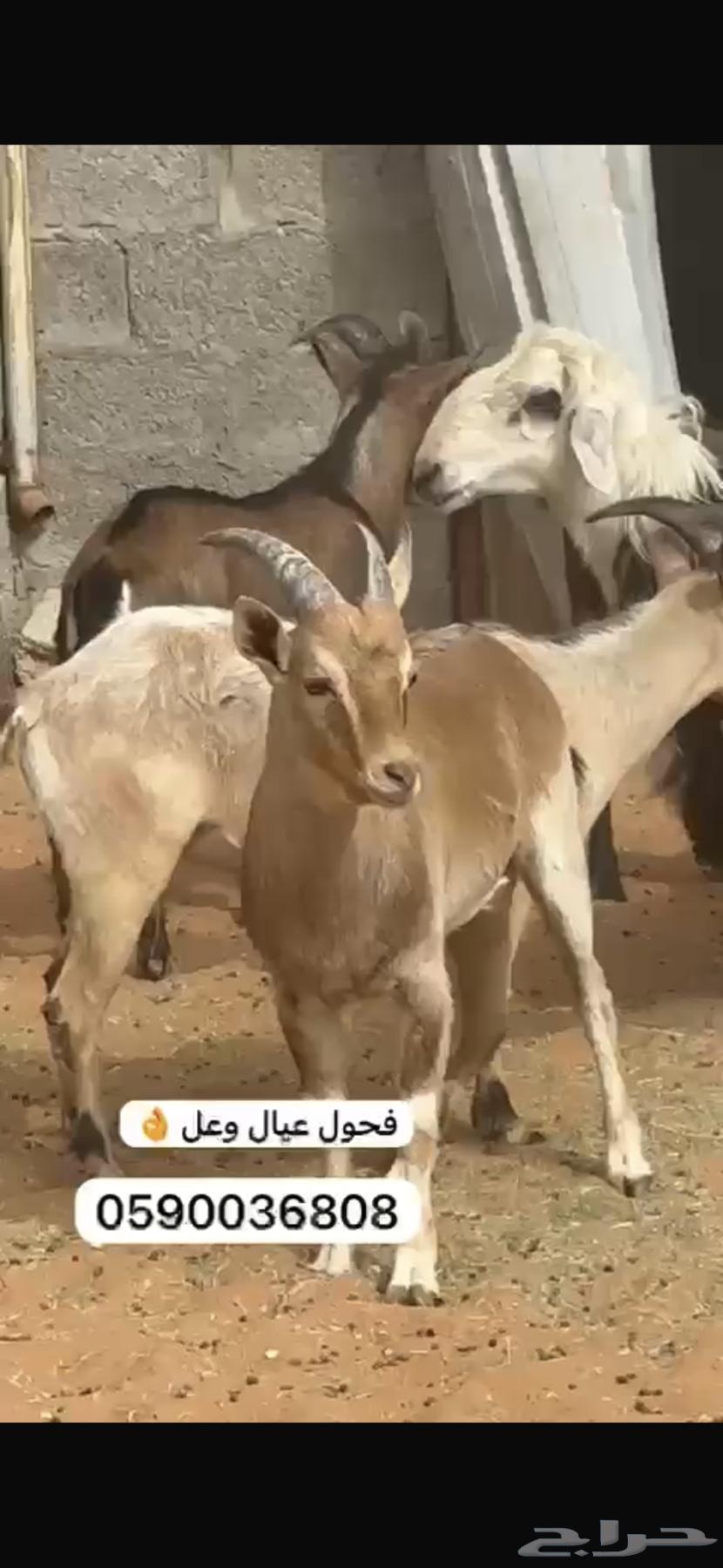 فحول عيال وعل63616943456003111