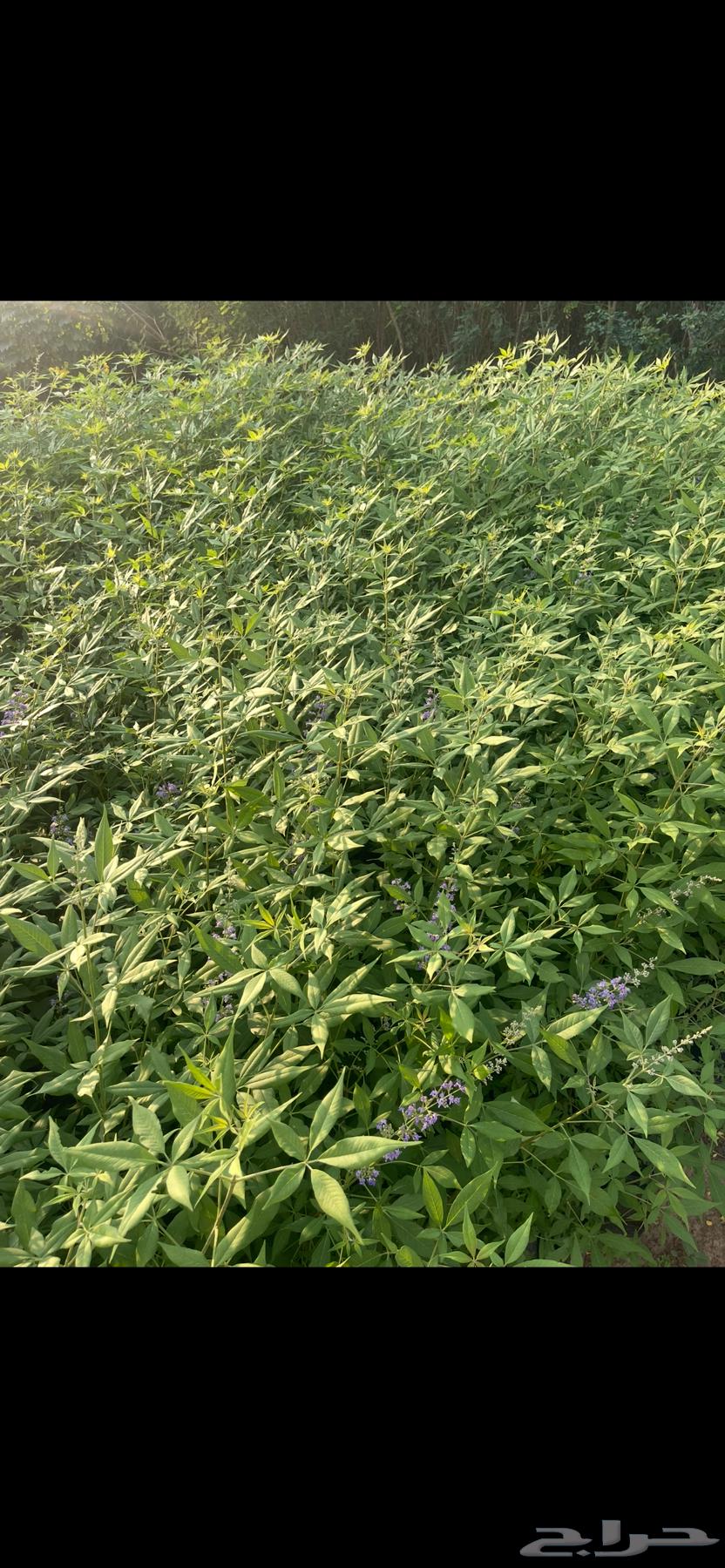 Mary's Hand Seedlings Offers632770980323871125