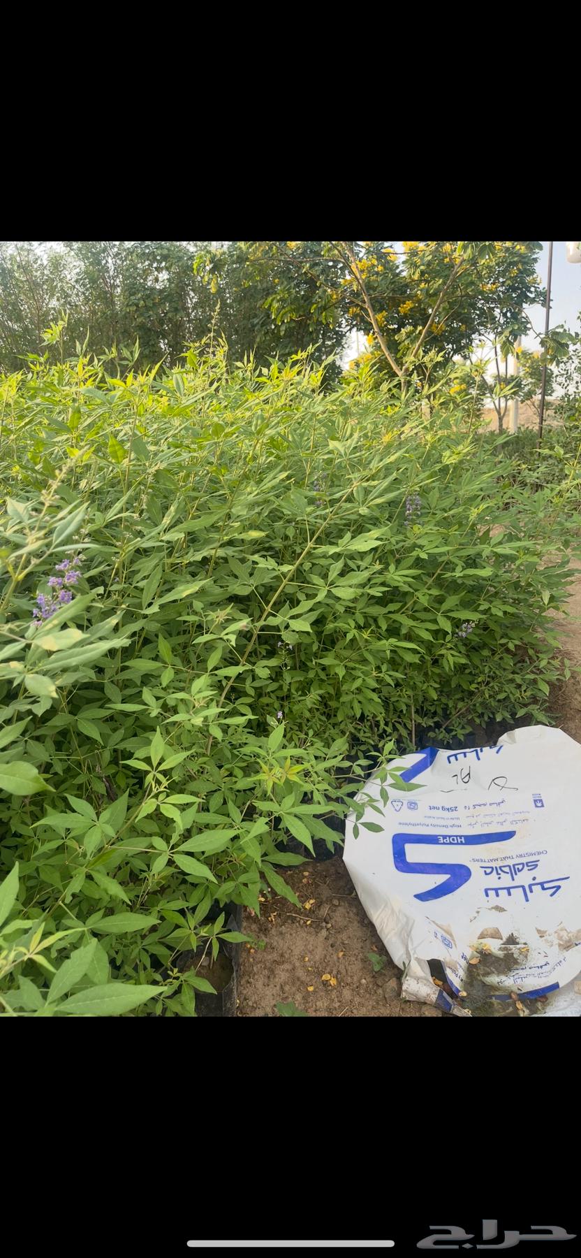 Mary's Hand Seedlings Offers63277098032387112