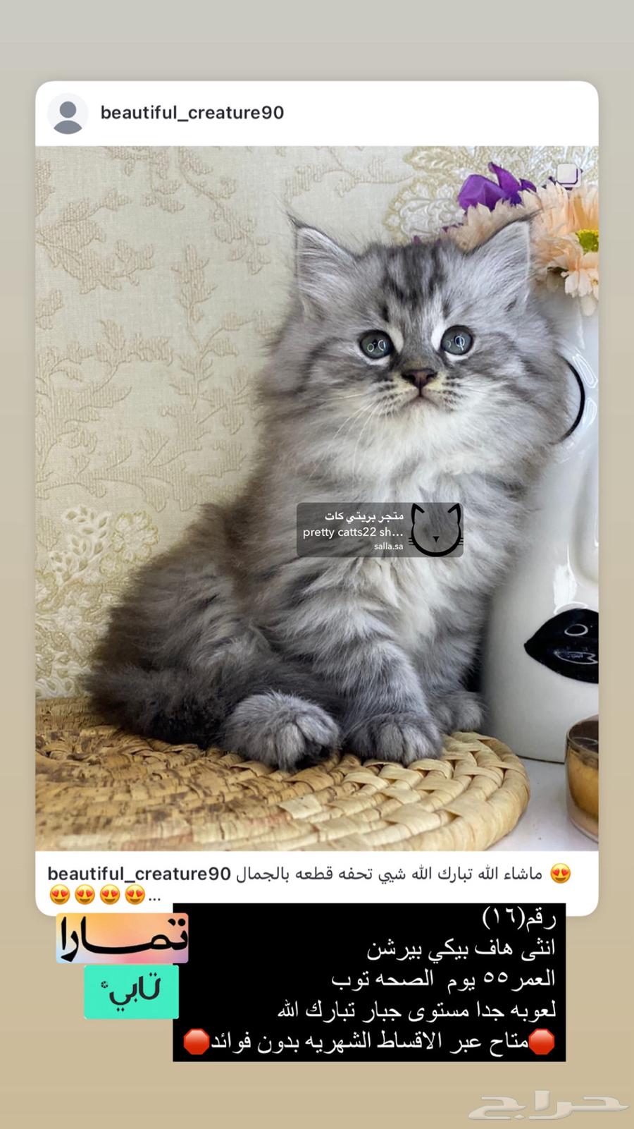 Shirazi Himalaya is a face of a Ragdoll kitten person.63274886659329110