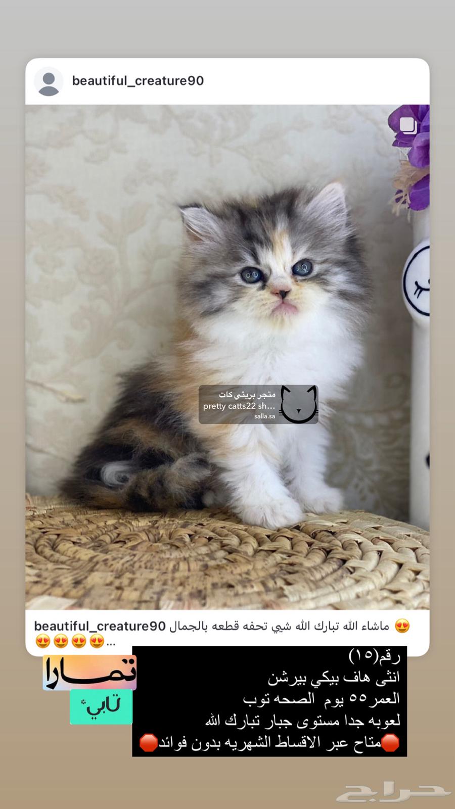Shirazi Himalaya is a face of a Ragdoll kitten person.63274886659329111
