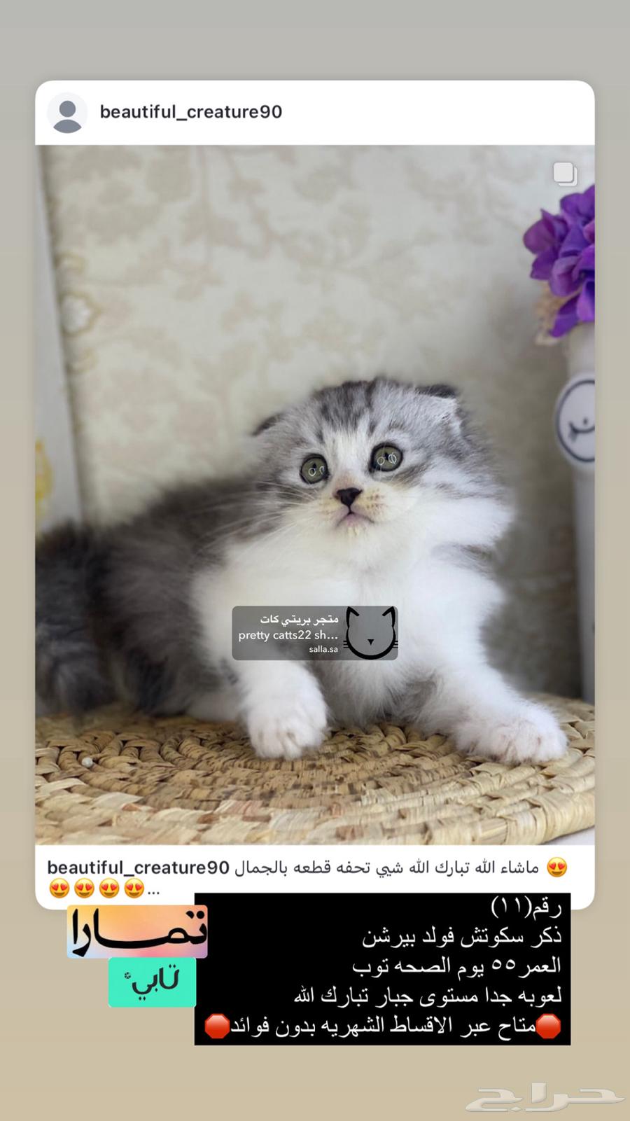 Shirazi Himalaya is a face of a Ragdoll kitten person.63274886659329114