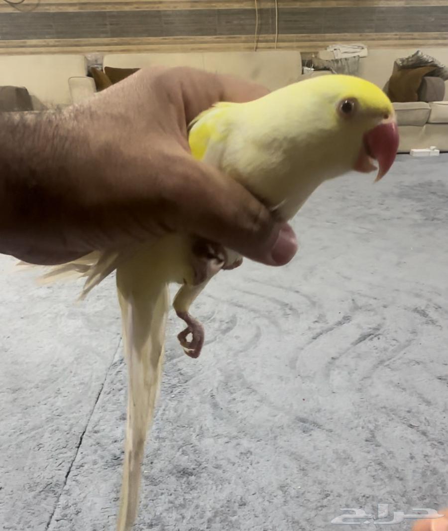 ذكر دره إينو أليف محلل.. تم البيع63276341128322111