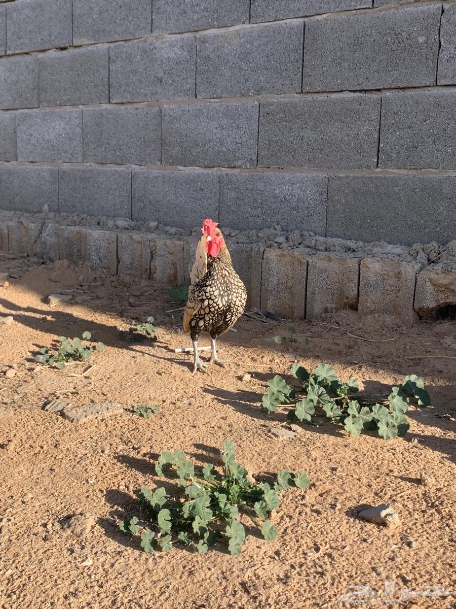 Lemon Sprite rooster63275574776578111