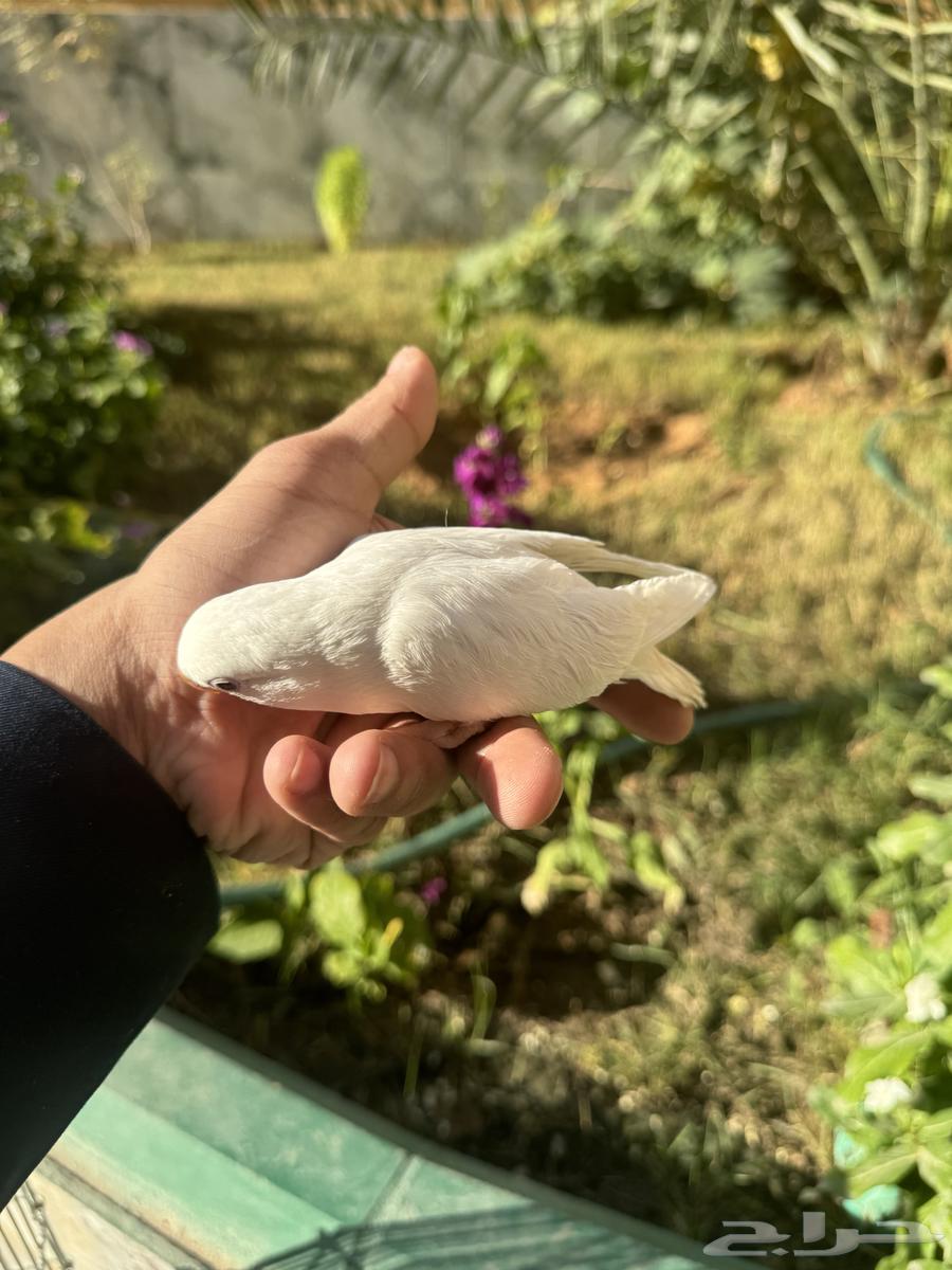 Rose chickens for sale63616945446017113