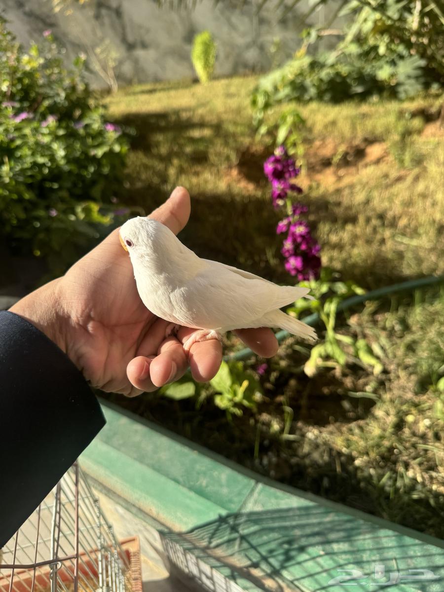 Rose chickens for sale63616945446017112