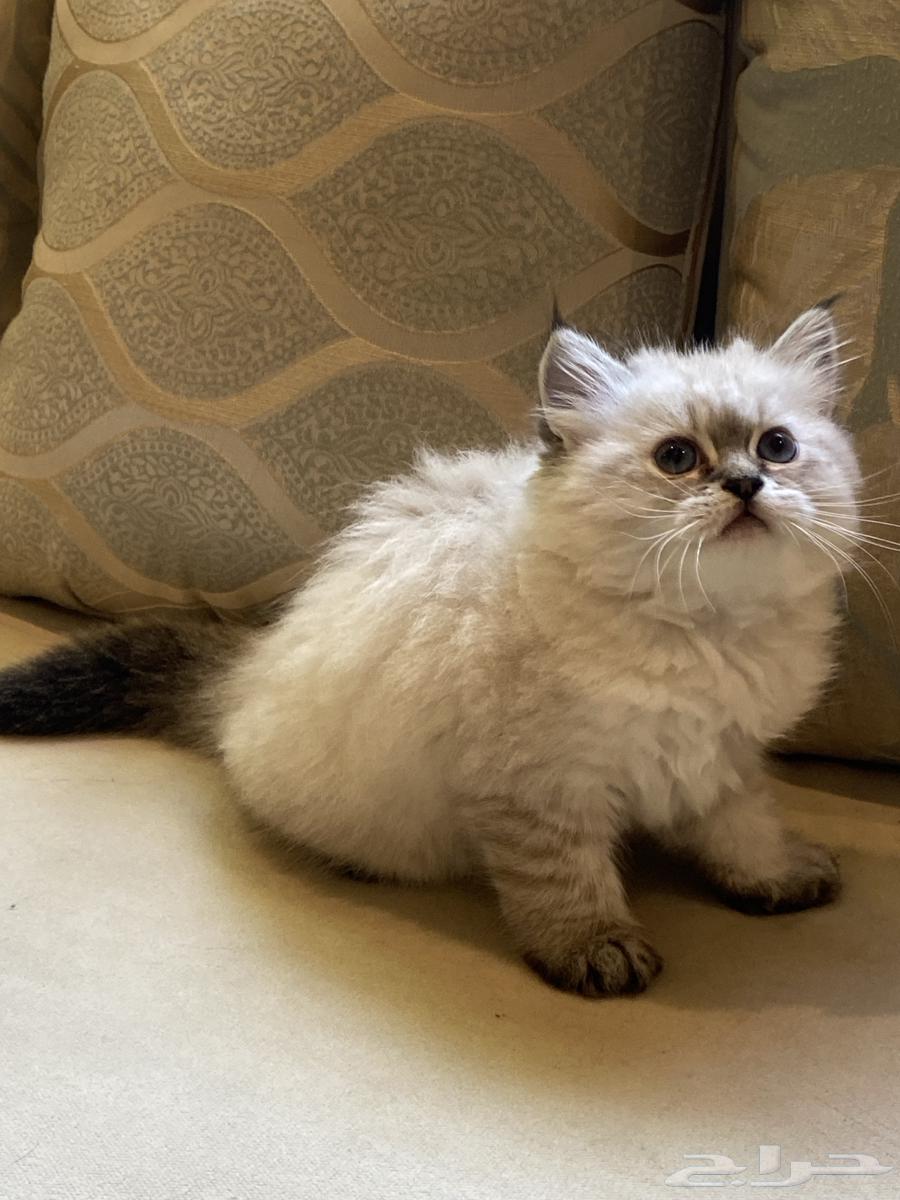 Domestic Cats, Scottish, Persian, Himalayan Mix63616946602625113