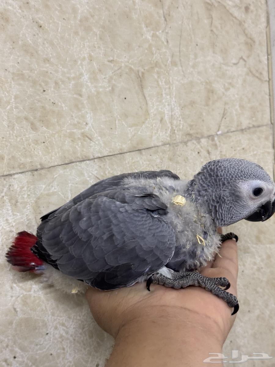 فرخ كاسكو ثلجي غر انتاج السعودية63280594934146117