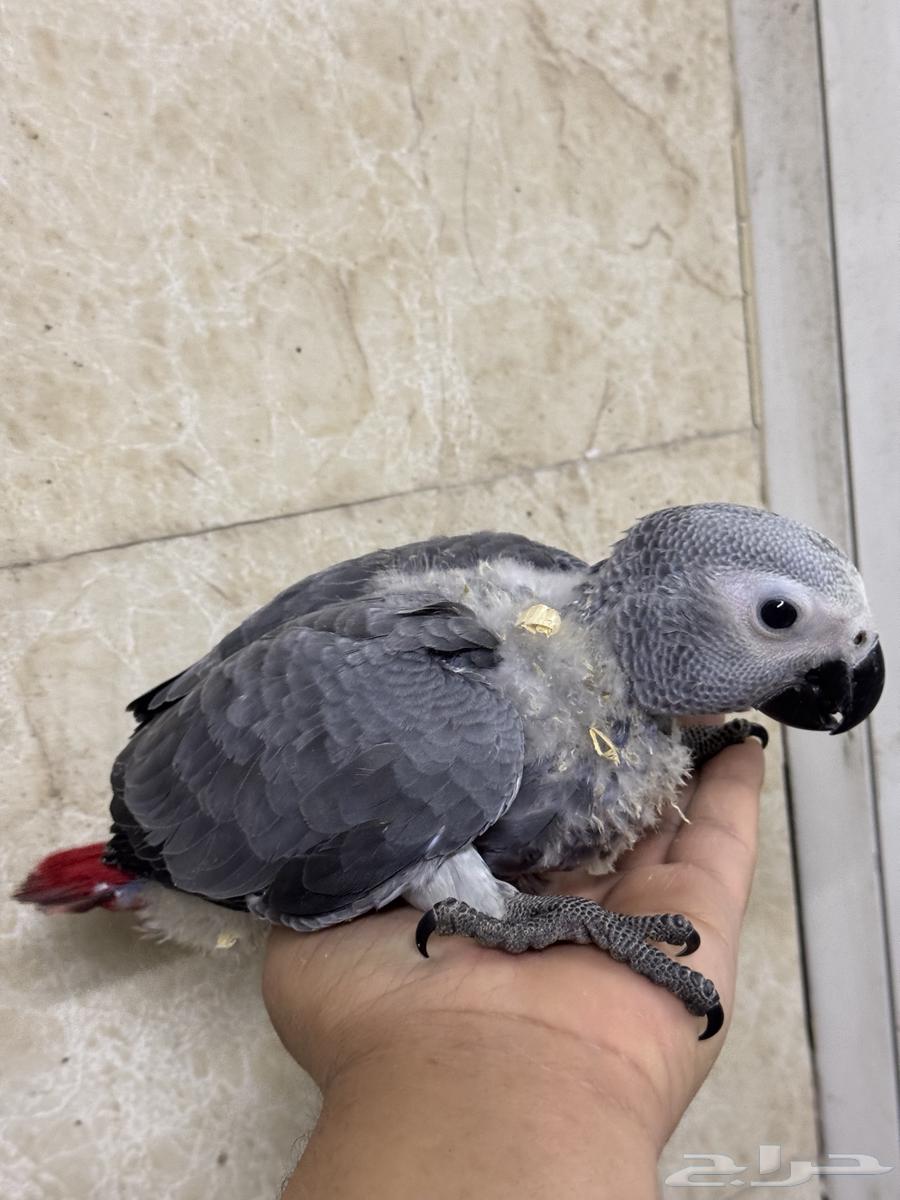 فرخ كاسكو ثلجي غر انتاج السعودية63280594934146111