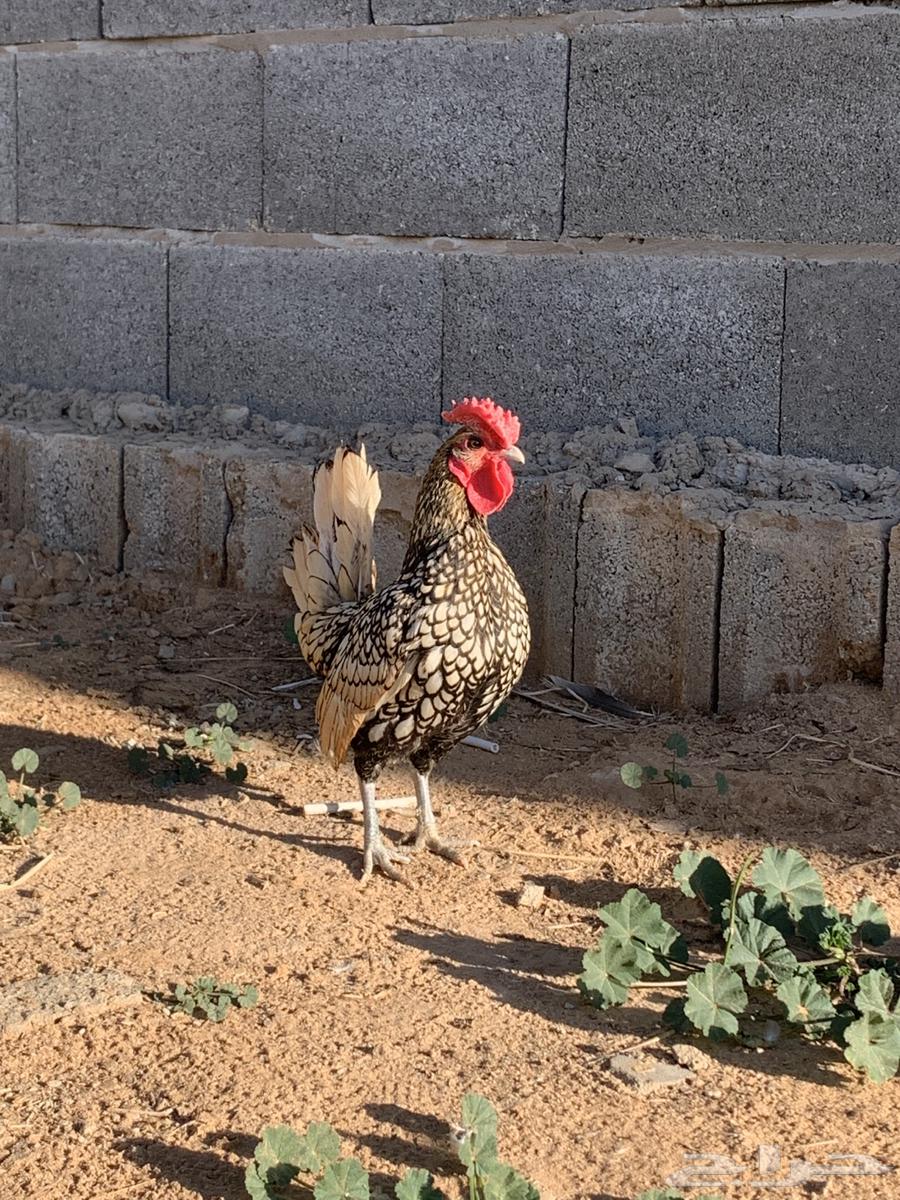Lemon Sprite rooster632755747765781125
