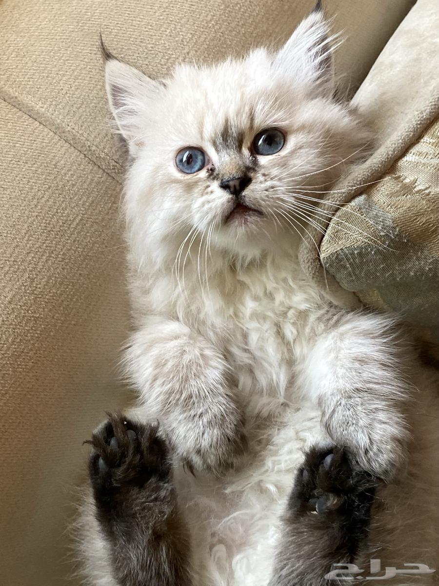 Domestic Cats, Scottish, Persian, Himalayan Mix63616946602625111