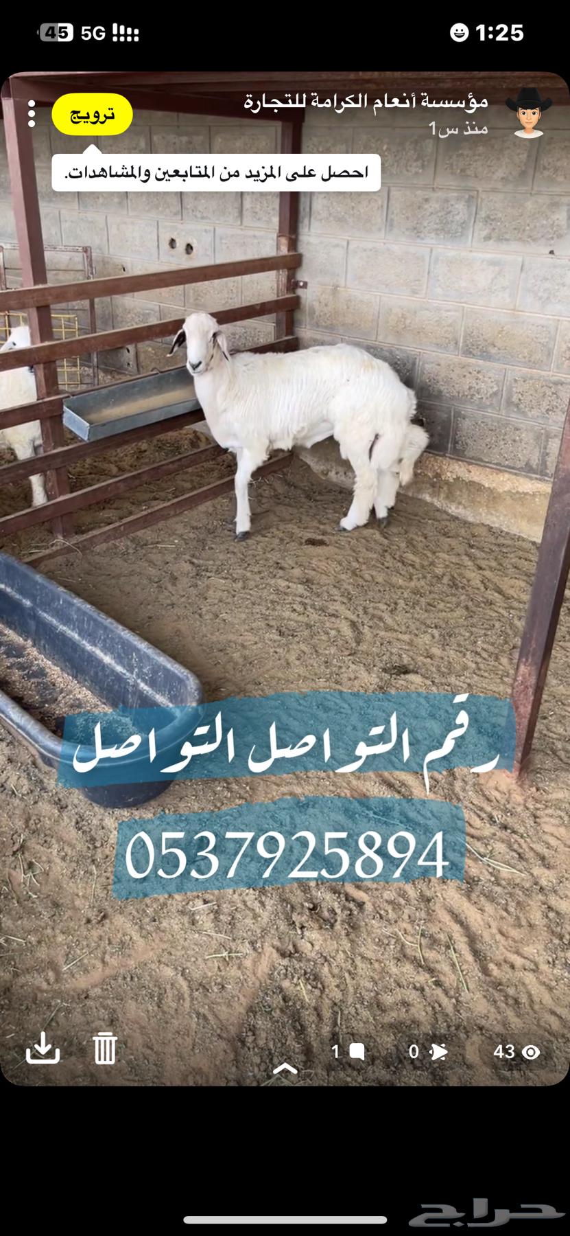 بيع اغنام متوفر تقسيط تابي وتمارا موقع الرياض63616946248963113