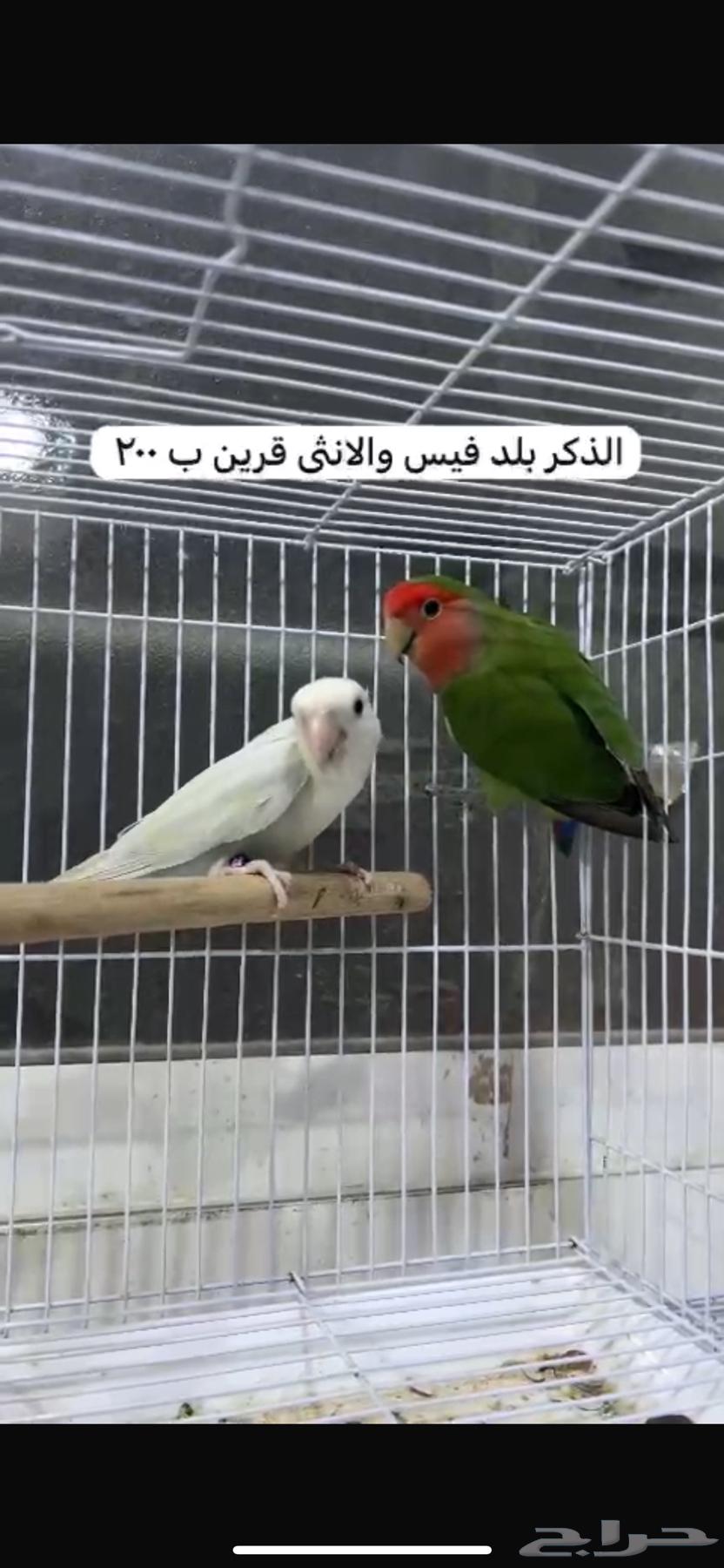 اجوز روز منتجه63275585248259111