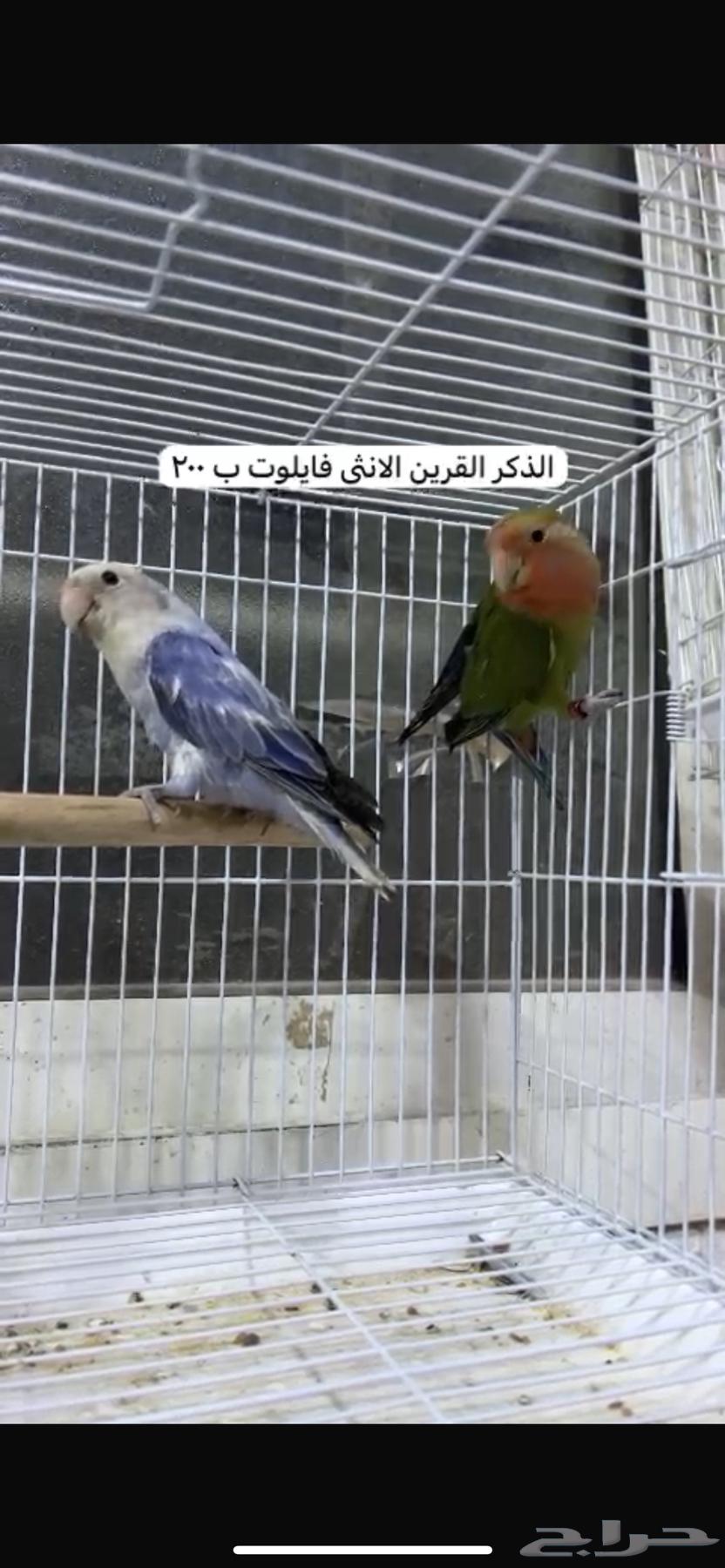 اجوز روز منتجه63275585248259112