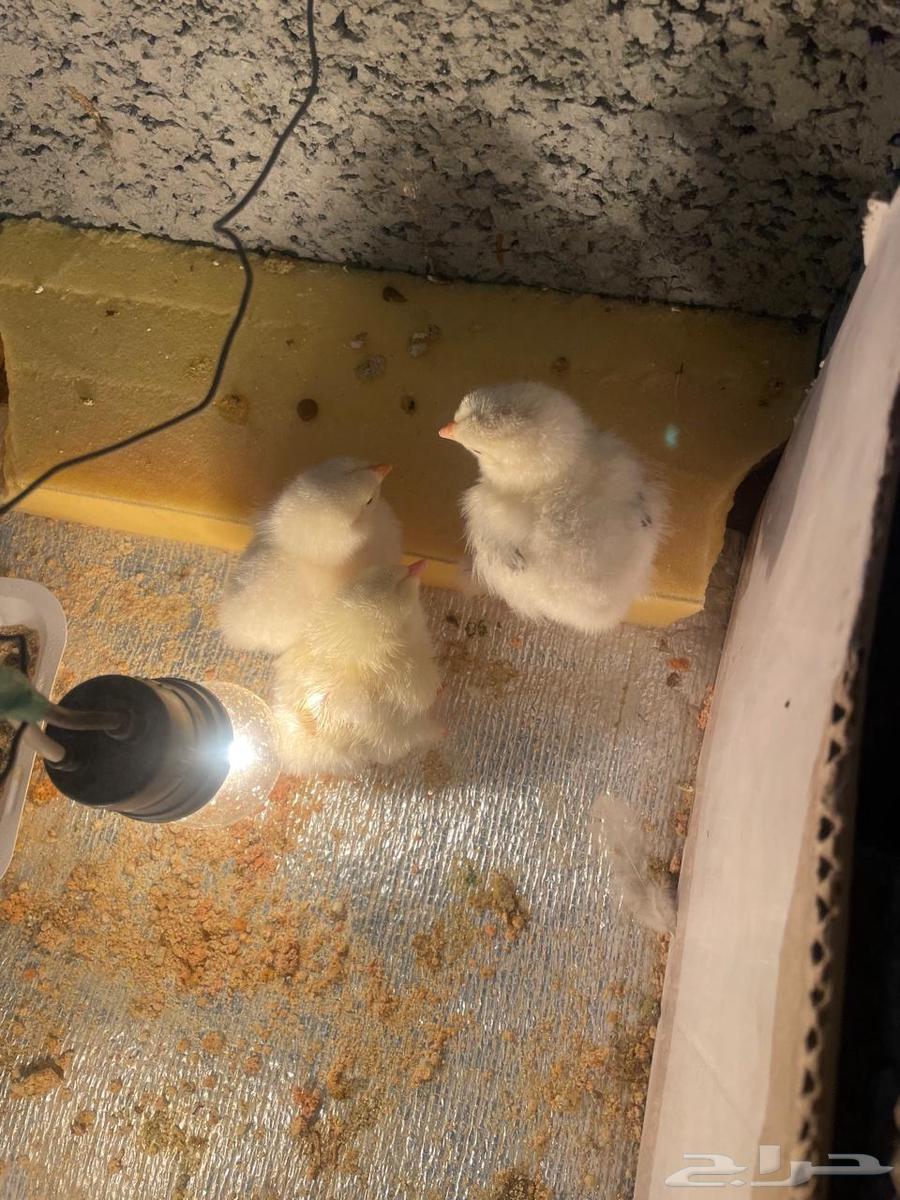 Brahma chicken63274506710274114