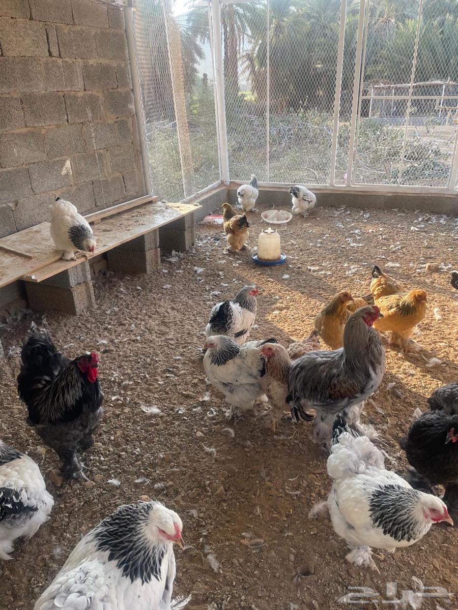 Brahma chicken63274506710274110