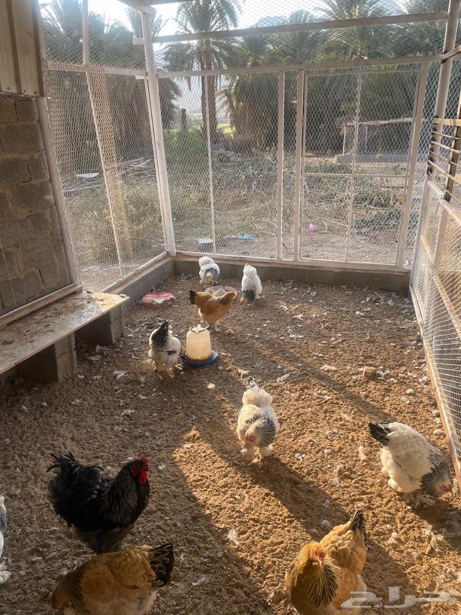 Brahma chicken63274506710274112