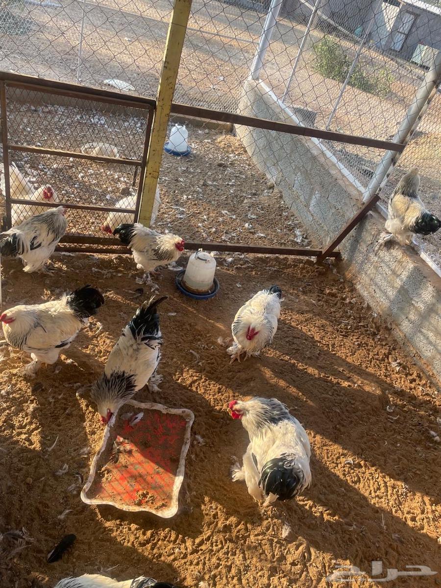 Brahma chicken63274506710274111