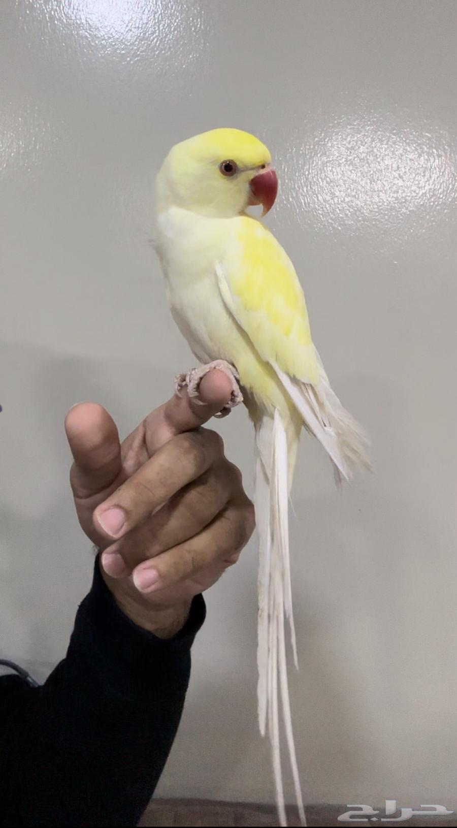 ذكر دره إينو أليف محلل.. تم البيع63276341128322112
