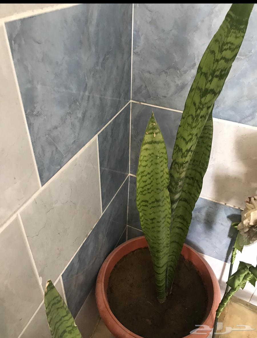 Cactus for sale63273113559426111