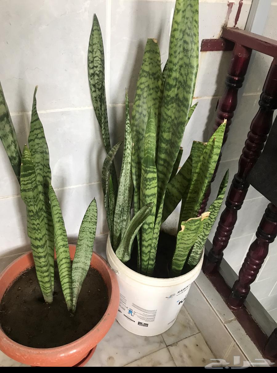 Cactus for sale632731135594261126