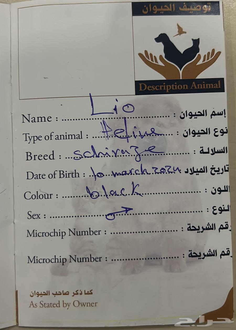 Persian cat for sale63273102499587111