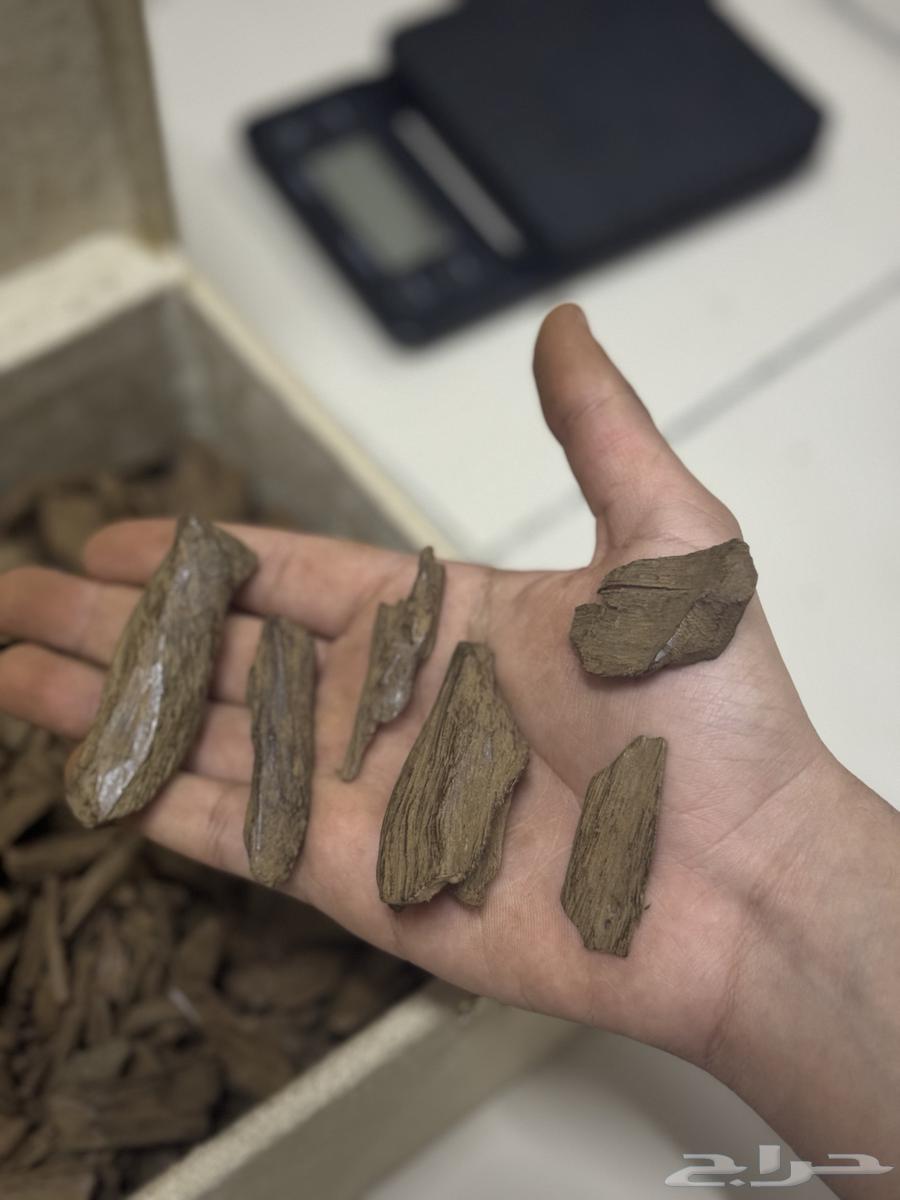 عود مروكي دبل سوبر آصقون درجات عاليه ميني63295869666817114