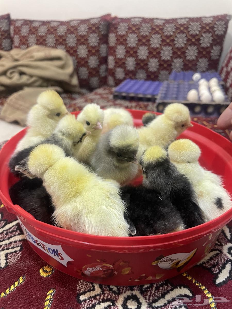 Luxury Polish eggs632727659301141126