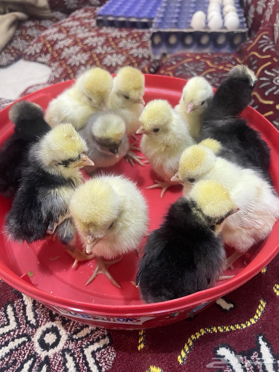 Luxury Polish eggs63272765930114113