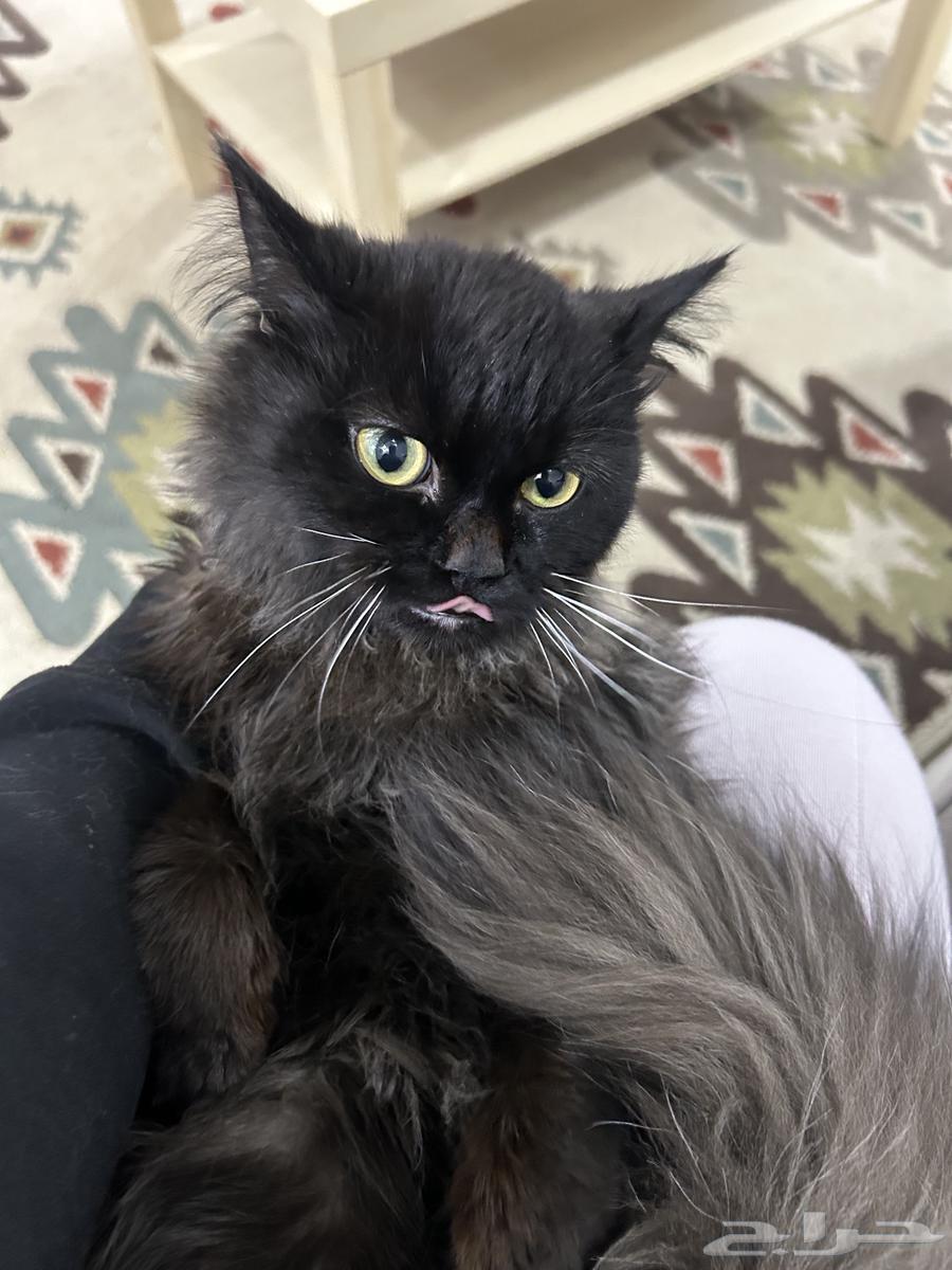 Persian cat for sale63273102499587115
