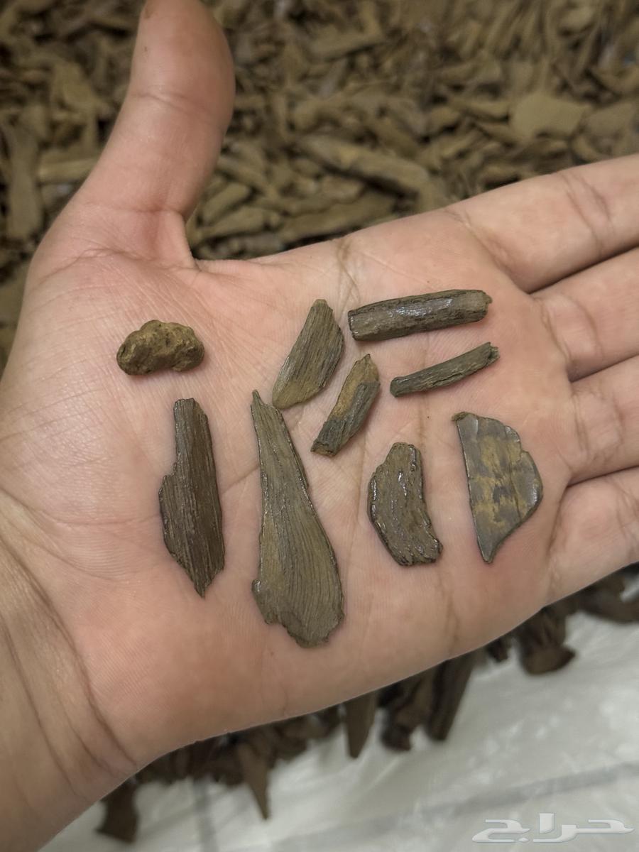 عود مروكي دبل سوبر آصقون درجات عاليه ميني63295869666817111