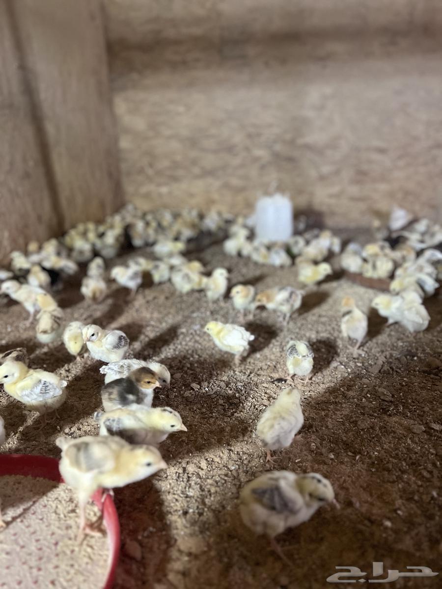 Chicken chicks63617097554433112
