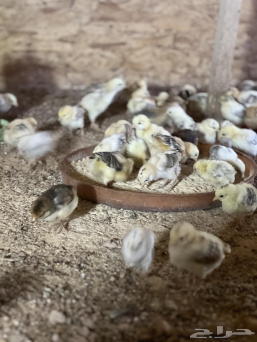 Chicken chicks63617097554433111
