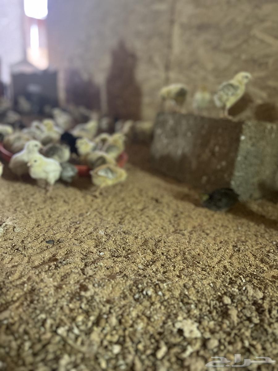 Chicken chicks63617097554433114