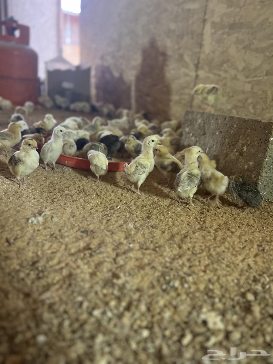 Chicken chicks63617097554433113