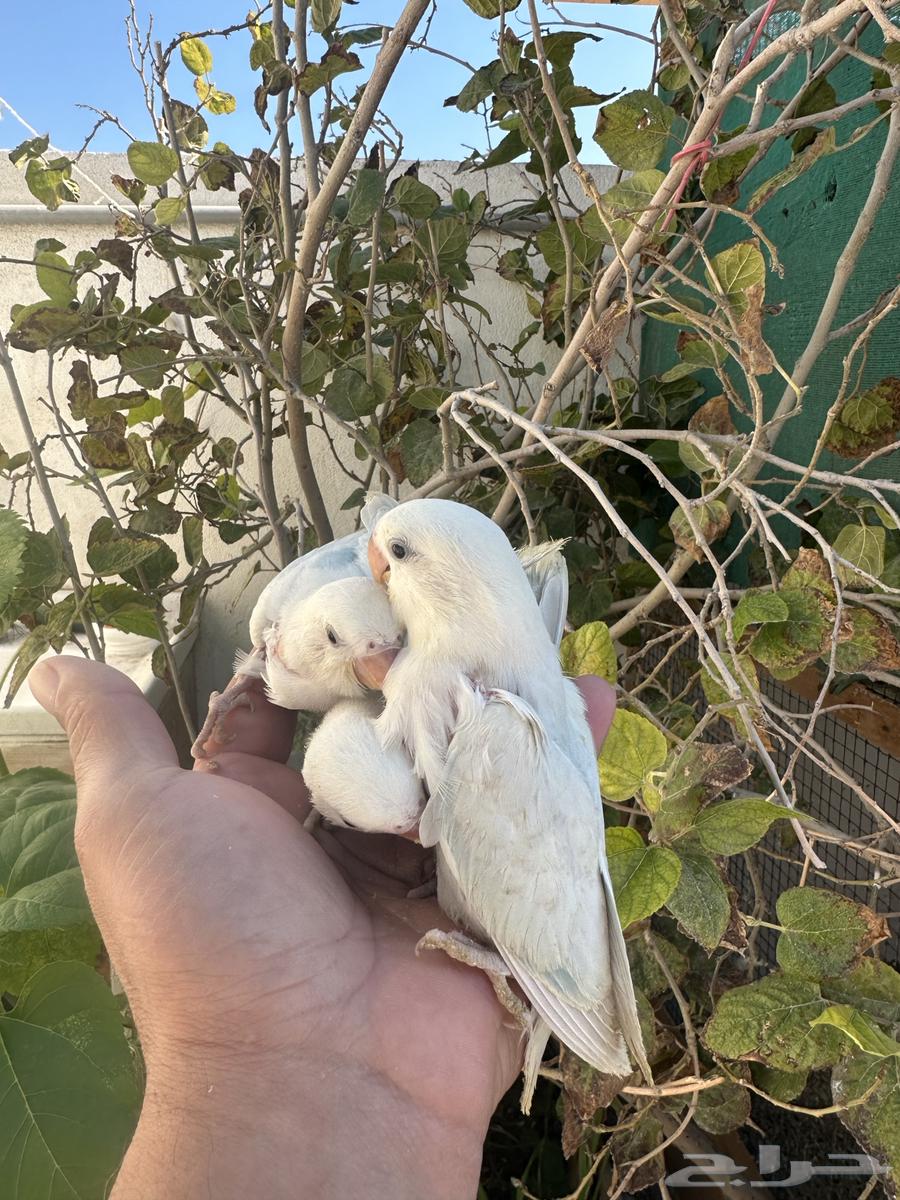 فروخ روز اليفه نهايه غر632738176392991129