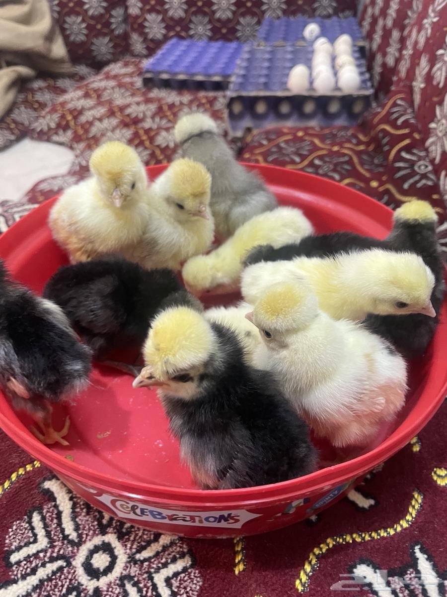 Luxury Polish eggs63272765930114111