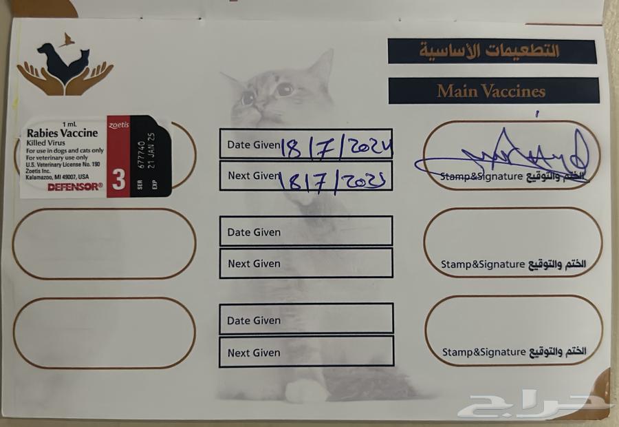 Persian cat for sale63273102499587112