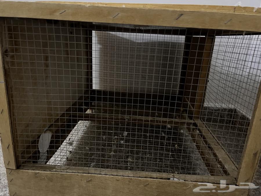 Bathroom and rabbit mesh63617098358786112