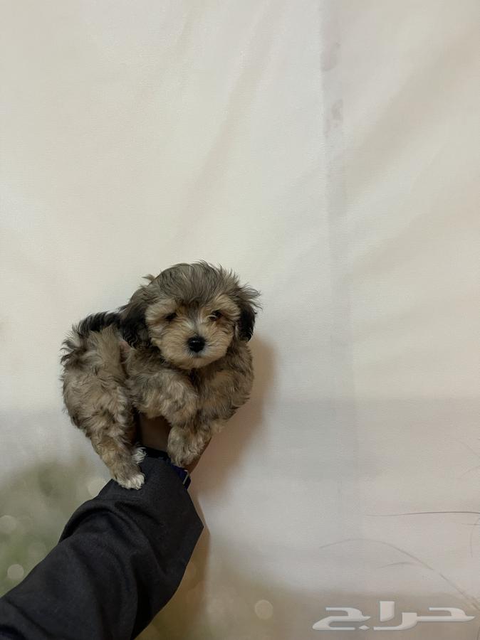 Maltese dogs the size of a hand63289918480259112