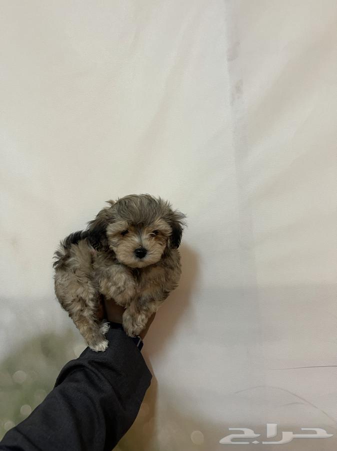 Maltese dogs the size of a hand63289918480259111